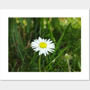 Daisy flower photograph Posters and Art